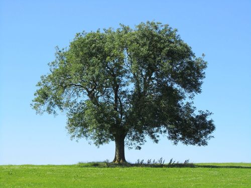 ash-tree